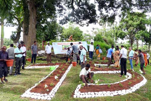 Tree Plantation