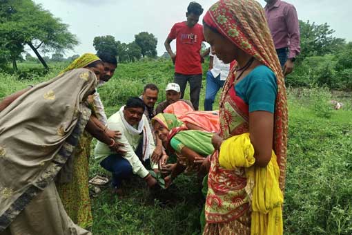 Tree Plantation