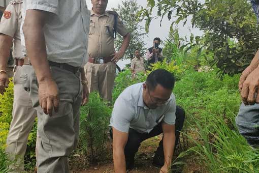 Tree Plantation